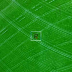 PR 07 Opal Green Prism Glass 80x60cm