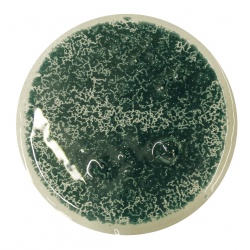 Burbuja Verde Oscuro Opaco CBC120K 200GR.