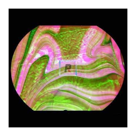 Dicroico S96 Opal Art Verde y Manzana 10x5cmtrs.