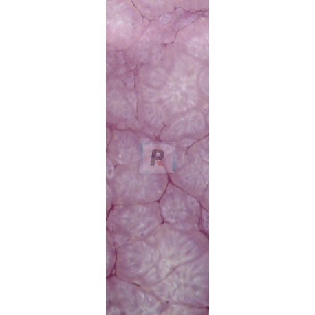 Reactivo Lila 301-T/S