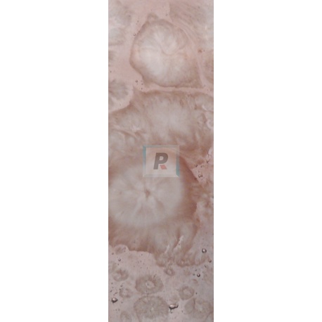 Reactivo Violeta 302-T/S