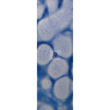 Reactivo Azul Cobalto 307-T/S