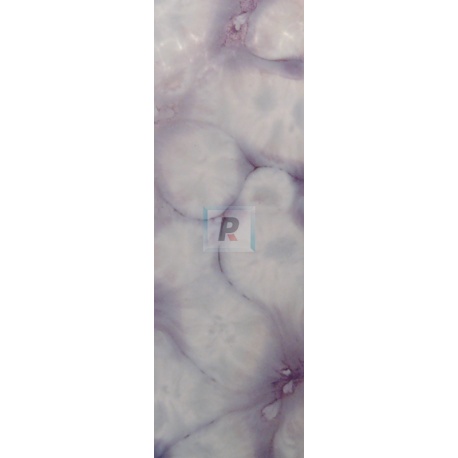 Reactivo Rojo 308-T/S