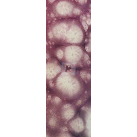 Reactivo Violeta y Azul 311-T/S