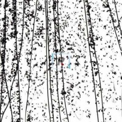 Mardi Gras Negro 4200 89x51cm