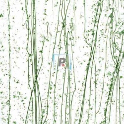 Mardi Gras Verde Oscuro y Jade 4217 89x51cm