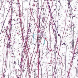 Mardi Gras Arandano y Purpura 4234 44.5x51cm