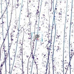 Mardi Gras Lavanda y Purpura 4242 89x51cm