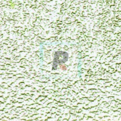 Wissmach Ambar Palido 0001 Moss 41x26cm