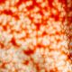 Wissmach 16 D Copper Red Mystic 82x53cm
