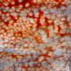 Wissmach Mystic Rojo y Azul Moteado WO710 53x41cm