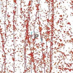Mardi Gras Rojo 4224 44.5x51cm