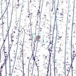 Mardi Gras Lavanda y Purpura 4242 44.5x51cm