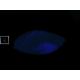 Glow Glass Polvo Purpura
