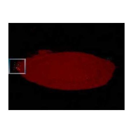 Glow Glass Powder Orange