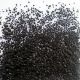 0026 Bright Black FF/3 250 Gr